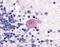 Huntingtin antibody, ab2174, Abcam, Immunohistochemistry paraffin image 
