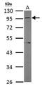 Guanine nucleotide-binding protein G(s) subunit alpha isoforms short antibody, PA5-21702, Invitrogen Antibodies, Western Blot image 