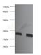 Fibroblast Growth Factor 2 antibody, MBS1488706, MyBioSource, Western Blot image 