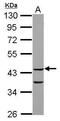 COP9 Signalosome Subunit 3 antibody, GTX115102, GeneTex, Western Blot image 