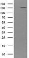 Protocadherin 7 antibody, TA505422AM, Origene, Western Blot image 