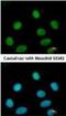 Flap Structure-Specific Endonuclease 1 antibody, NB100-150, Novus Biologicals, Immunocytochemistry image 