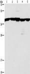 G Protein Subunit Alpha 13 antibody, TA349321, Origene, Western Blot image 