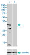 Potassium Voltage-Gated Channel Subfamily J Member 15 antibody, LS-C197575, Lifespan Biosciences, Western Blot image 