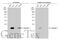 Claudin 1 antibody, GTX134842, GeneTex, Western Blot image 