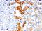 Proteasome 26S Subunit, Non-ATPase 14 antibody, orb312510, Biorbyt, Immunohistochemistry paraffin image 