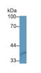 Secreted Frizzled Related Protein 1 antibody, LS-C305149, Lifespan Biosciences, Western Blot image 