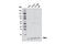 Ring-Box 1 antibody, 11922S, Cell Signaling Technology, Western Blot image 