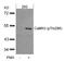 Calcium/Calmodulin Dependent Protein Kinase II Alpha antibody, 79-492, ProSci, Western Blot image 