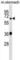 Tyrosyl-DNA Phosphodiesterase 1 antibody, abx029686, Abbexa, Western Blot image 