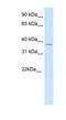 Spi-1 Proto-Oncogene antibody, MBS835427, MyBioSource, Western Blot image 