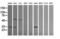 Pyridoxal Phosphate Binding Protein antibody, M32099-1, Boster Biological Technology, Western Blot image 