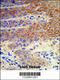 ATPase H+/K+ Transporting Non-Gastric Alpha2 Subunit antibody, 63-588, ProSci, Immunohistochemistry paraffin image 