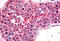 Ubiquitin C-Terminal Hydrolase L3 antibody, MBS243013, MyBioSource, Immunohistochemistry frozen image 