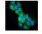 Sulfotransferase Family 2B Member 1 antibody, PB9822, Boster Biological Technology, Immunofluorescence image 