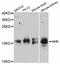 Neuromedin B antibody, abx126260, Abbexa, Western Blot image 