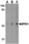 SP110 Nuclear Body Protein antibody, NBP1-77316, Novus Biologicals, Western Blot image 