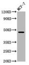 WD Repeat And FYVE Domain Containing 2 antibody, LS-C681706, Lifespan Biosciences, Western Blot image 