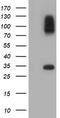 Aryl sulfotransferase IV antibody, CF502052, Origene, Western Blot image 