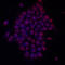 Kruppel Like Factor 4 antibody, AF3640, R&D Systems, Immunocytochemistry image 