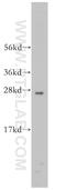 Rho Family GTPase 2 antibody, 13844-1-AP, Proteintech Group, Western Blot image 