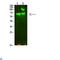 Collagen Type XIII Alpha 1 Chain antibody, LS-C813383, Lifespan Biosciences, Western Blot image 