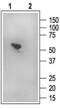 SLC9A3 Regulator 1 antibody, PA5-77699, Invitrogen Antibodies, Western Blot image 