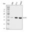 H1 Histone Family Member 0 antibody, M08821-2, Boster Biological Technology, Western Blot image 