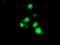 Transmembrane Serine Protease 5 antibody, TA503409, Origene, Immunofluorescence image 