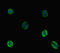 Vitronectin antibody, CSB-PA025944EA01HU, Cusabio, Immunofluorescence image 