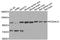 Protocadherin Alpha 12 antibody, orb374169, Biorbyt, Western Blot image 