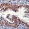 Neuregulin 1 antibody, MA5-12896, Invitrogen Antibodies, Immunohistochemistry frozen image 