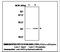 Superoxide Dismutase 2 antibody, LS-C61914, Lifespan Biosciences, Immunoprecipitation image 