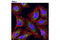 Catalase antibody, 12980T, Cell Signaling Technology, Immunocytochemistry image 