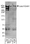 HECT, UBA And WWE Domain Containing E3 Ubiquitin Protein Ligase 1 antibody, A303-836A, Bethyl Labs, Western Blot image 