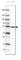 CD2 Cytoplasmic Tail Binding Protein 2 antibody, HPA041508, Atlas Antibodies, Western Blot image 