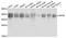 Eukaryotic Translation Initiation Factor 3 Subunit M antibody, STJ23513, St John