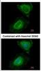 UPF2 Regulator Of Nonsense Mediated MRNA Decay antibody, NBP2-20813, Novus Biologicals, Immunocytochemistry image 