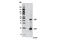 Caspase 8 antibody, 8592P, Cell Signaling Technology, Western Blot image 