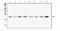 Transmembrane Protein 199 antibody, A14686-1, Boster Biological Technology, Western Blot image 