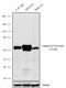 Calcium/Calmodulin Dependent Protein Kinase II Beta antibody, 702357, Invitrogen Antibodies, Western Blot image 