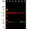 Parkinsonism Associated Deglycase antibody, M00757-2, Boster Biological Technology, Western Blot image 