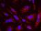 General Transcription Factor IIIC Subunit 1 antibody, NB100-60657, Novus Biologicals, Proximity Ligation Assay image 
