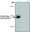 FLAG antibody, GTX73143, GeneTex, Western Blot image 