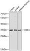 Cyclin Dependent Kinase 1 antibody, 18-837, ProSci, Western Blot image 