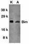 BCL2 Like 11 antibody, orb74353, Biorbyt, Western Blot image 