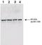Cell cycle checkpoint control protein RAD9A antibody, NBP1-77978, Novus Biologicals, Western Blot image 