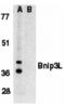 BCL2 Interacting Protein 3 Like antibody, A03107, Boster Biological Technology, Western Blot image 