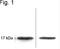 Calmodulin antibody, NB120-5494, Novus Biologicals, Western Blot image 