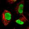 RecQ Like Helicase antibody, HPA030960, Atlas Antibodies, Immunofluorescence image 